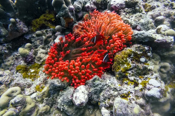 Beqa Lagoon - Soft corals and Fiji's well-known shark dive