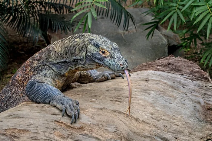 Komodo - Dragons, pink sand and the islands of Flores