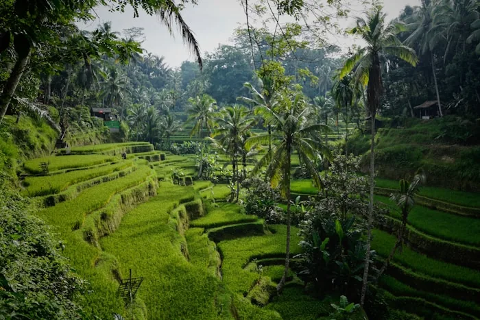 Ubud - Bali's arts town of palaces, markets and monkey forest