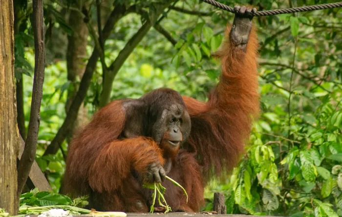 Borneo - Orangutans, Mount Kinabalu and deep rainforest rivers
