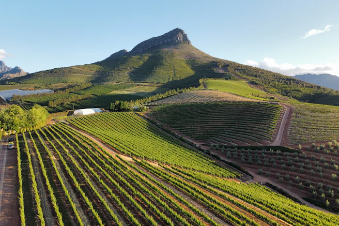 Cape Winelands - Stellenbosch and Franschhoek vines under blue mountains