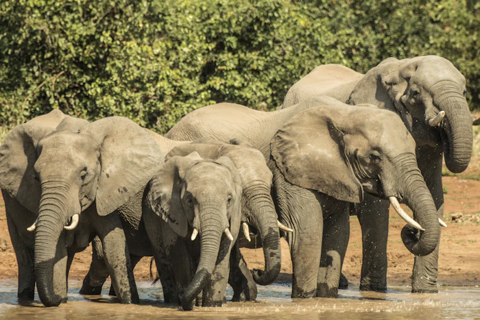Kruger National Park - Self-drive and lodge safaris across the lowveld
